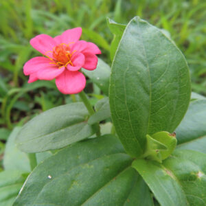ヒャクニチソウの葉と奥に咲くピンクの花を撮影した無料写真素材
