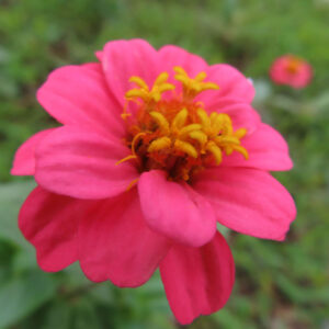 ピンク色のヒャクニチソウの花芯を斜めから撮影した無料写真素材