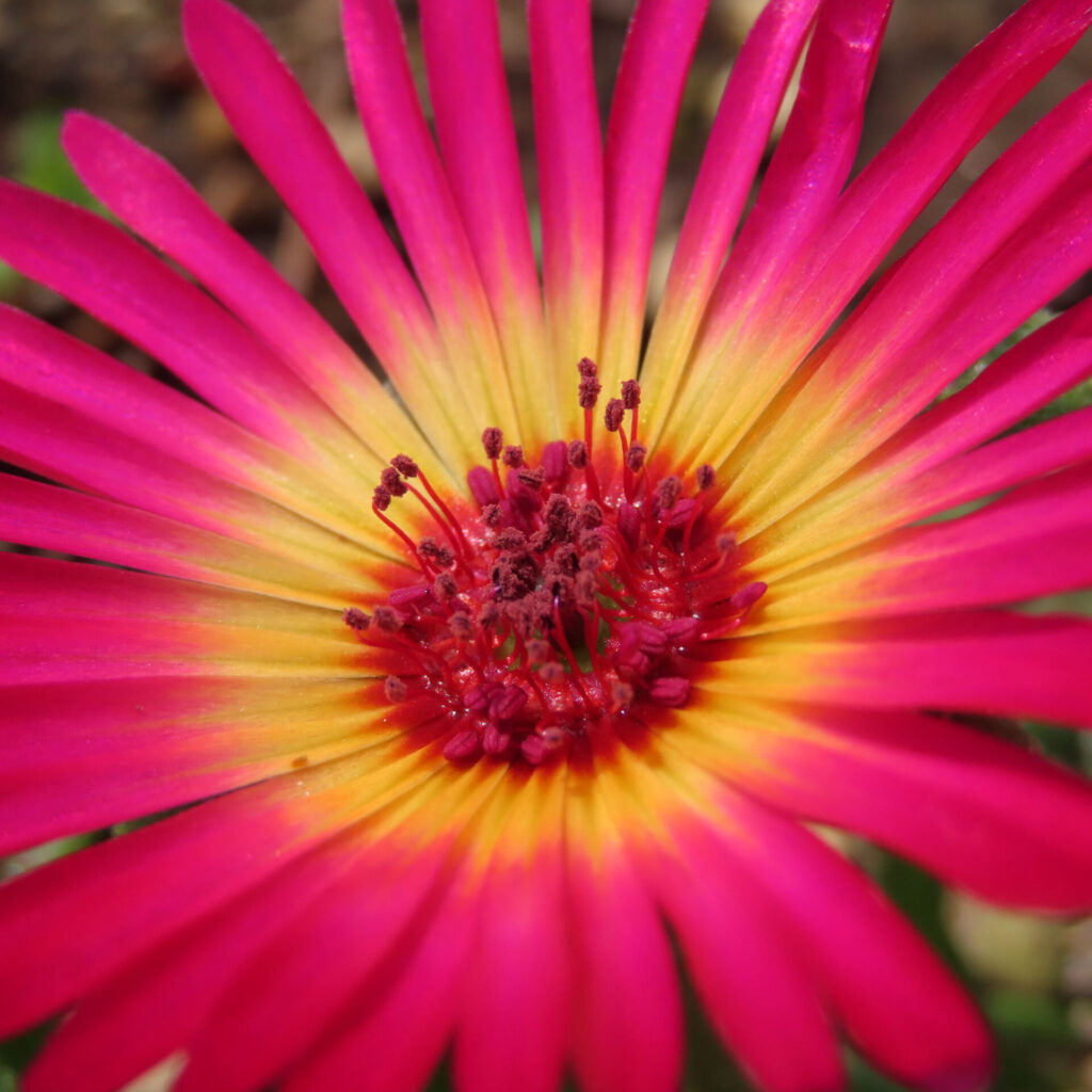 デイジーの無料(フリー)写真