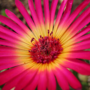 デイジーの太陽の目と呼ばれた花を撮影した花写真