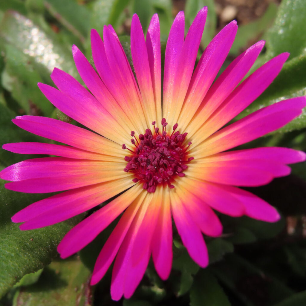 デイジーの無料(フリー)写真