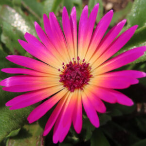 デイジーの太陽の目と呼ばれた花を撮影した花写真