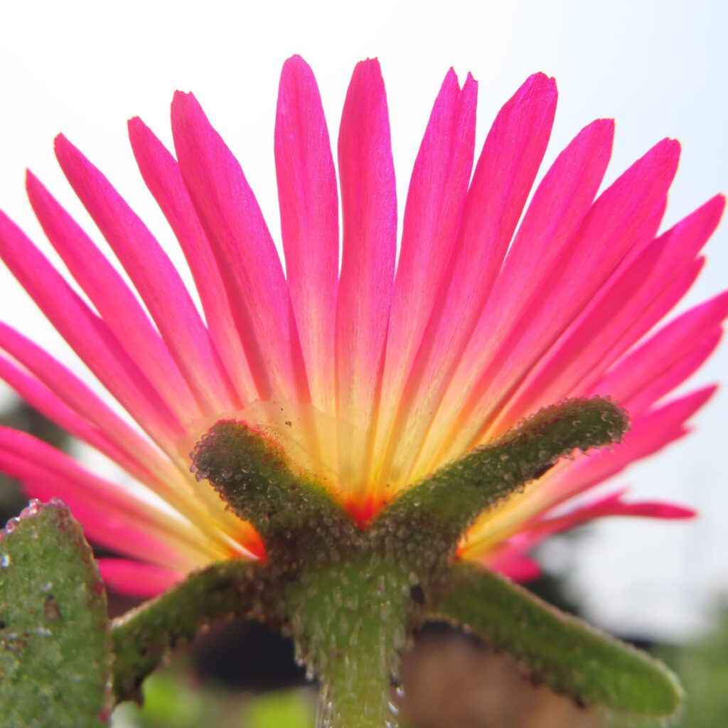 デイジーの無料(フリー)写真