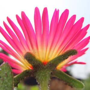 デイジーの太陽の目と呼ばれた花を撮影した花写真
