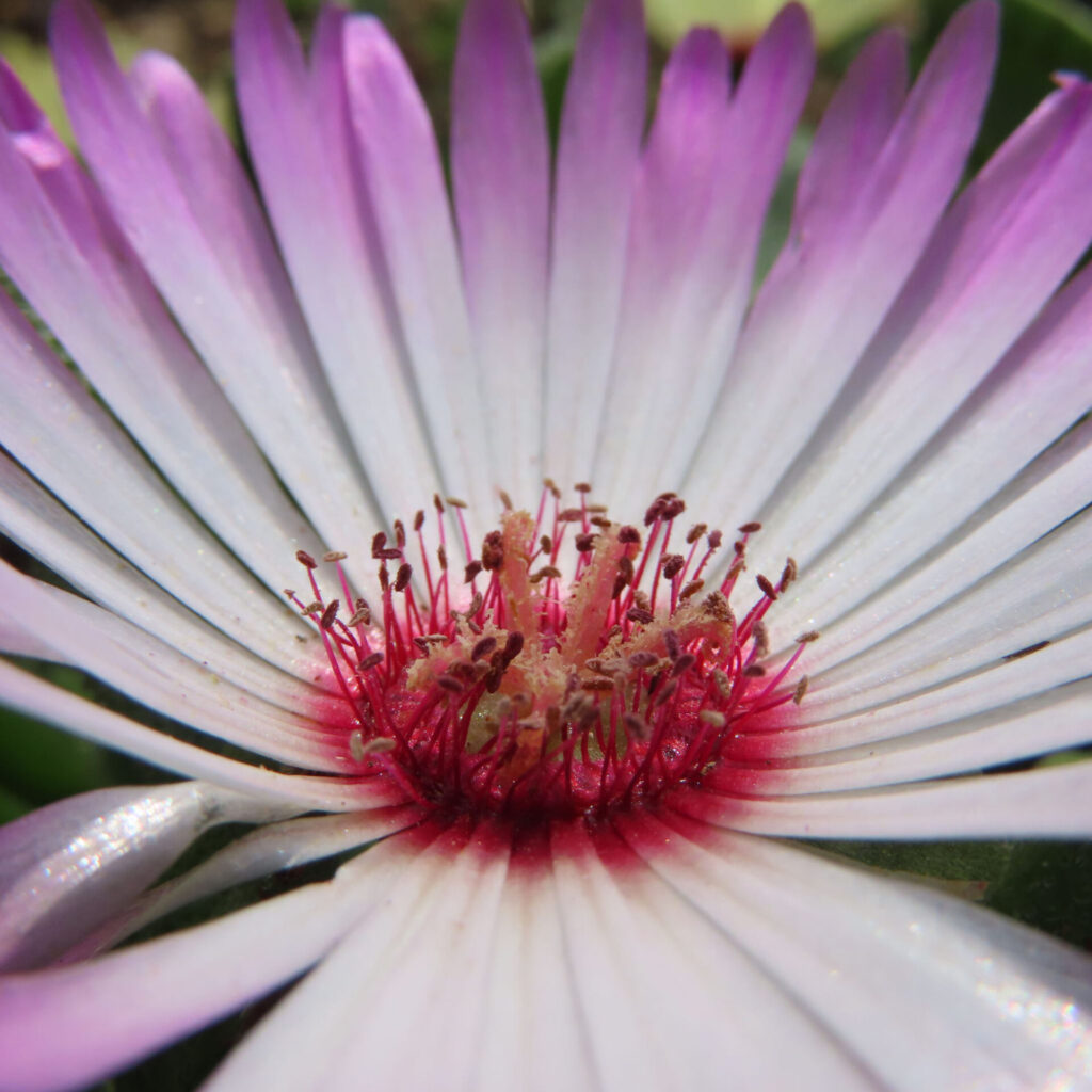 デイジーの無料(フリー)写真