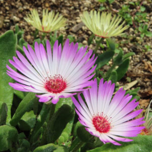 デイジーの太陽の目と呼ばれた花を撮影した花写真