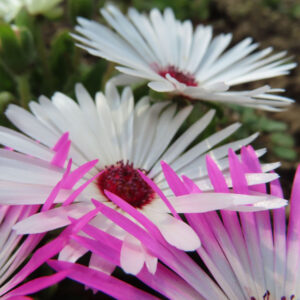 デイジーの太陽の目と呼ばれた花を撮影した花写真