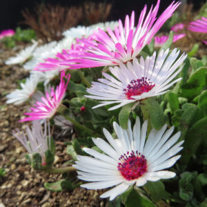 デイジーの太陽の目と呼ばれた花を撮影した花写真