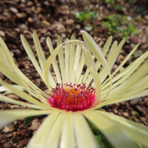 デイジーの太陽の目と呼ばれた花を撮影した花写真