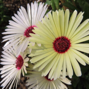 デイジーの太陽の目と呼ばれた花を撮影した花写真