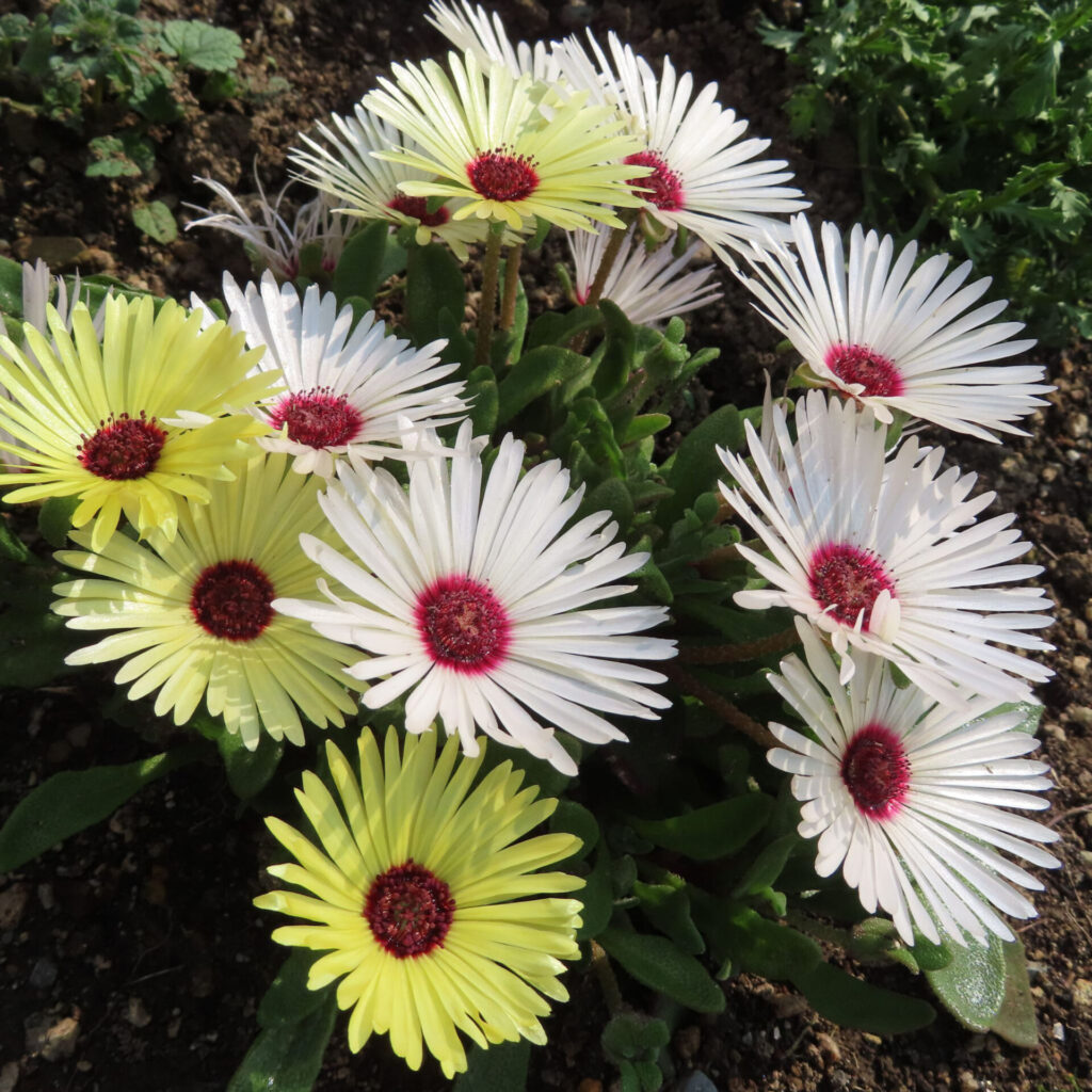 デイジーの無料(フリー)写真