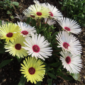 デイジーの太陽の目と呼ばれた花を撮影した花写真