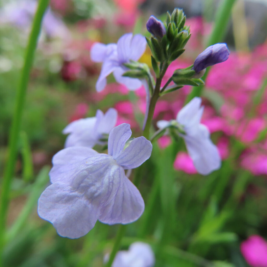 マツバウンランの無料写真
