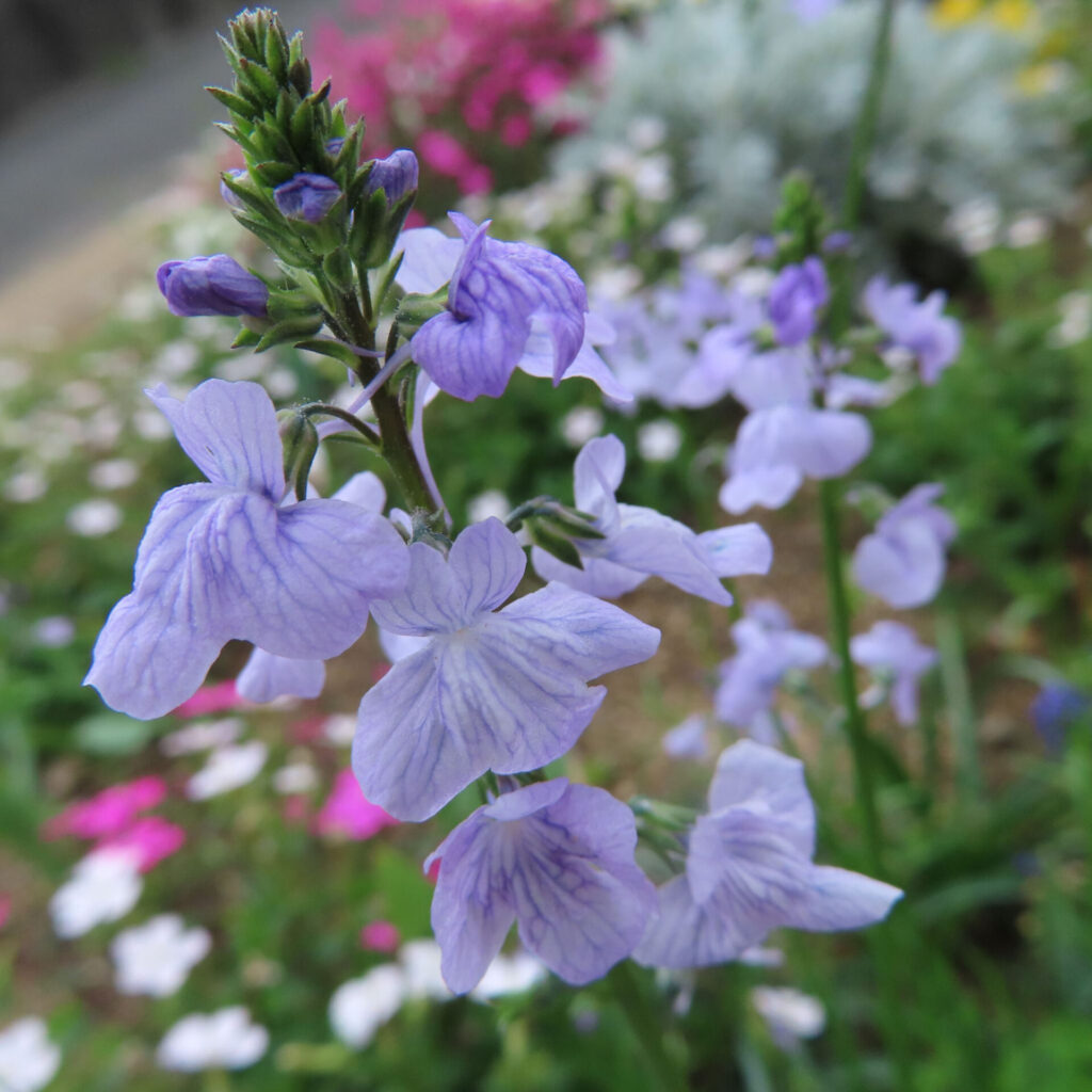 マツバウンランの無料写真