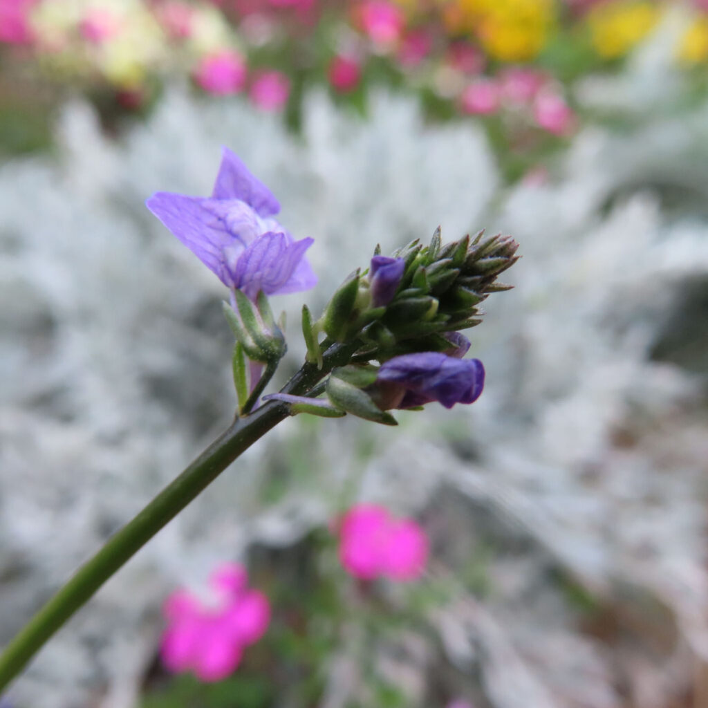 マツバウンランの無料写真