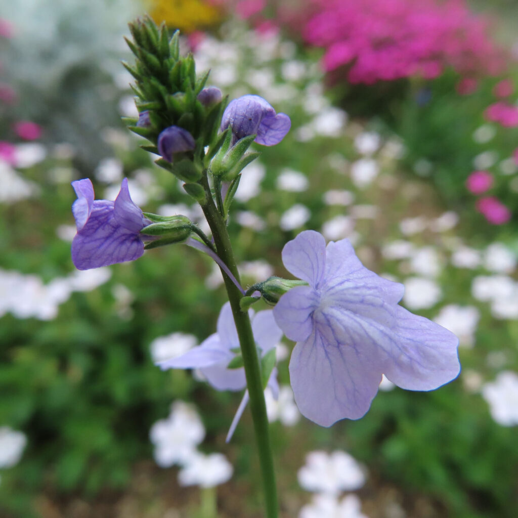 マツバウンランの無料写真