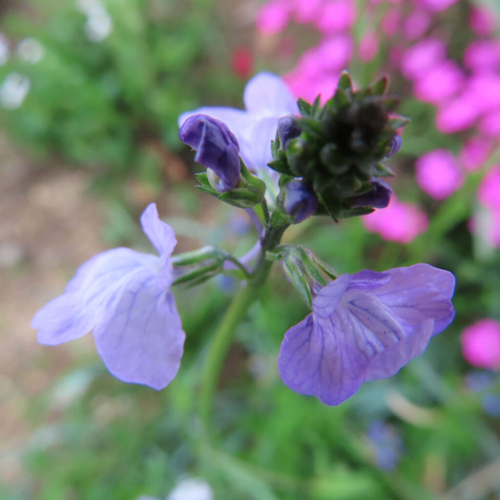 マツバウンランの無料写真
