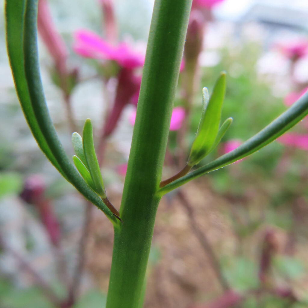 マツバウンランの無料写真