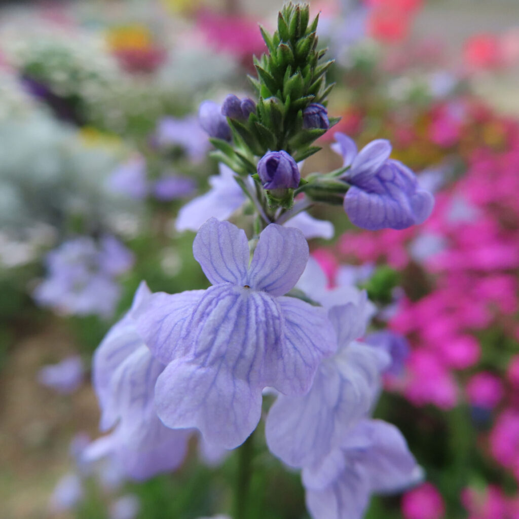 マツバウンランの無料写真