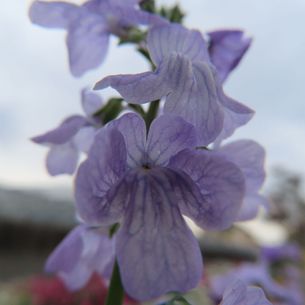 マツバウンランの無料写真
