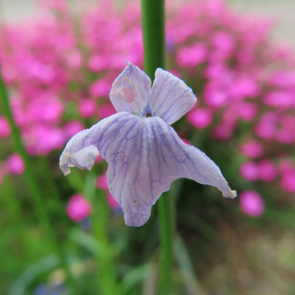 マツバウンランの無料写真