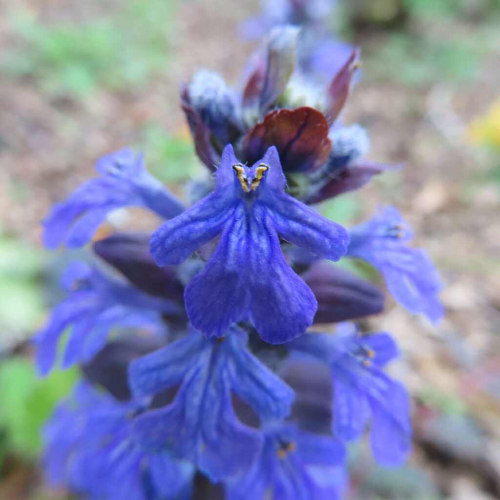 ジュウニヒトエの無料写真