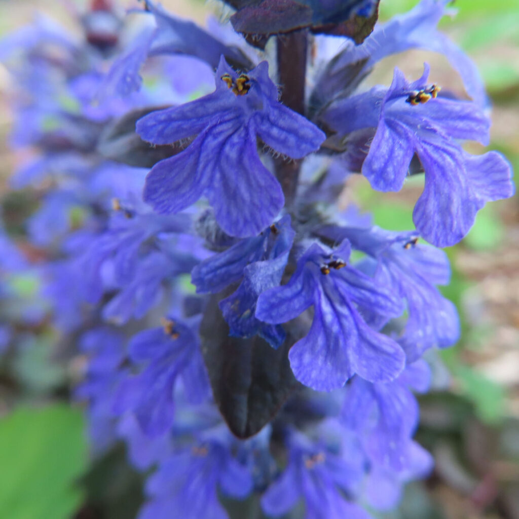 ジュウニヒトエの無料写真