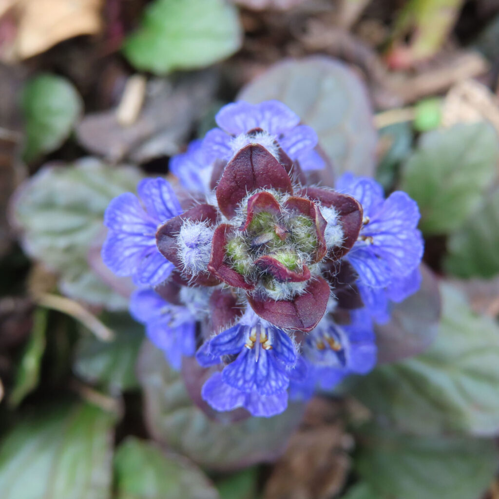 ジュウニヒトエの無料写真