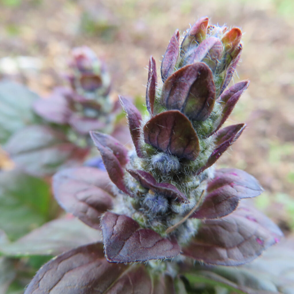 ジュウニヒトエの無料写真