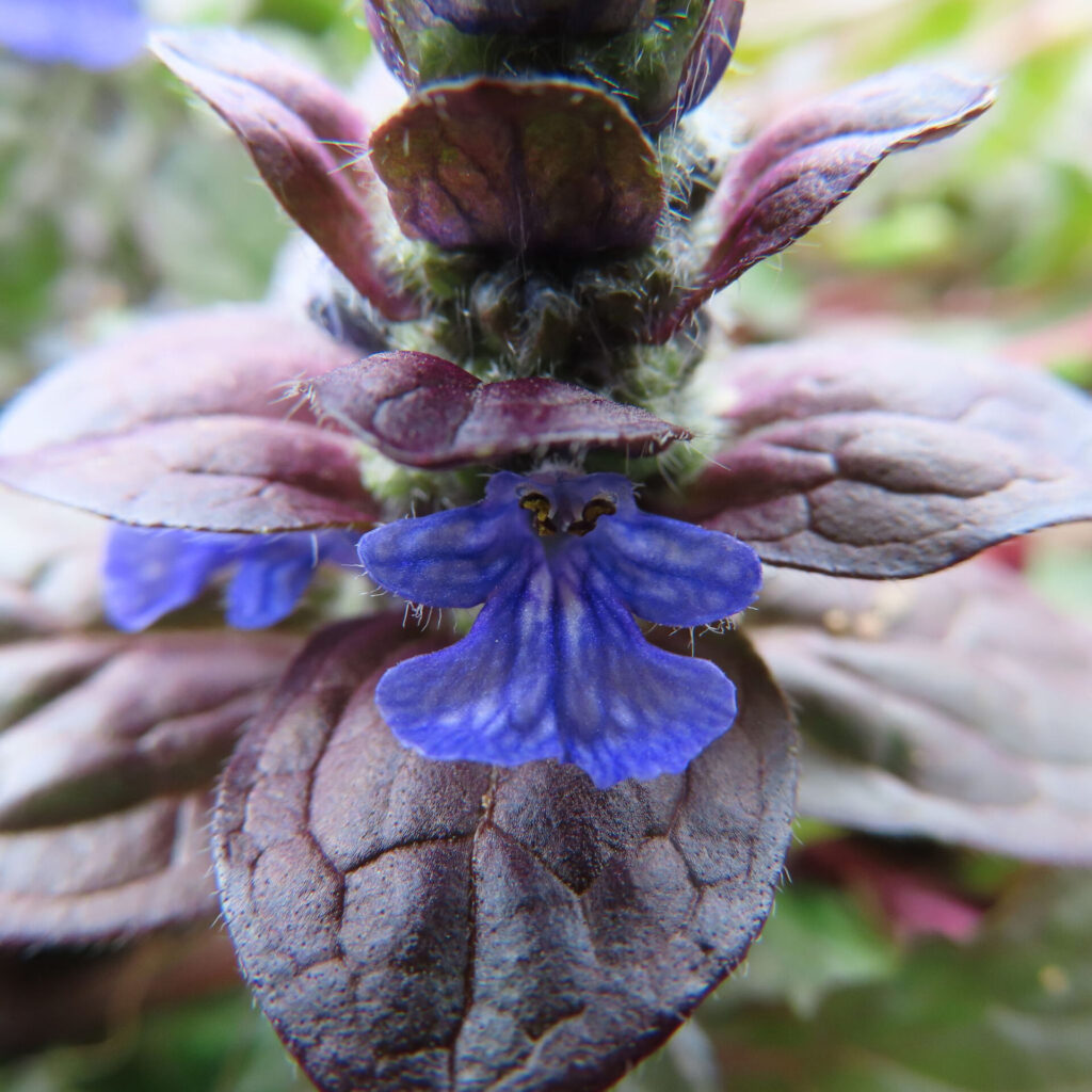 ジュウニヒトエの無料写真