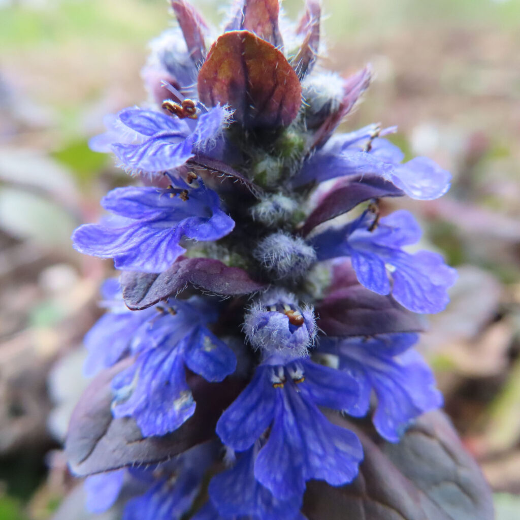 ジュウニヒトエの無料写真