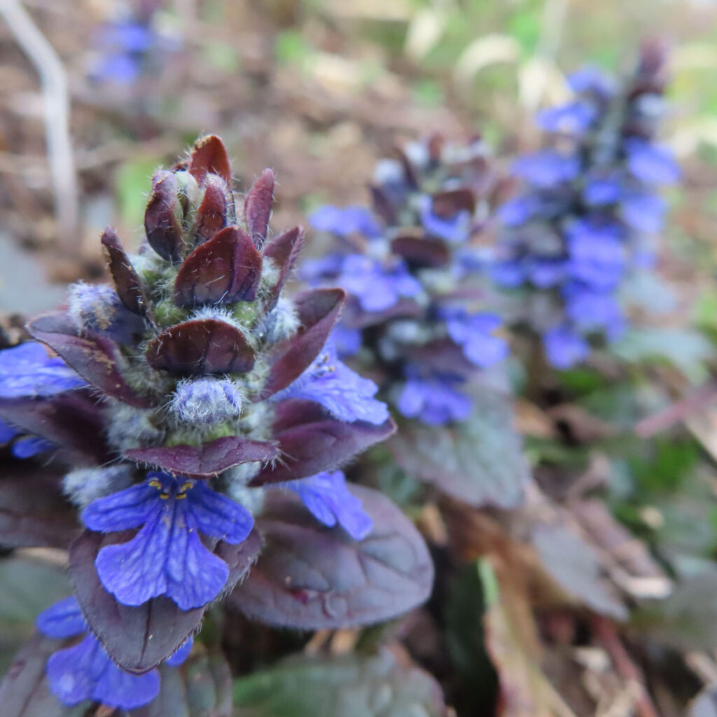 ジュウニヒトエの無料写真