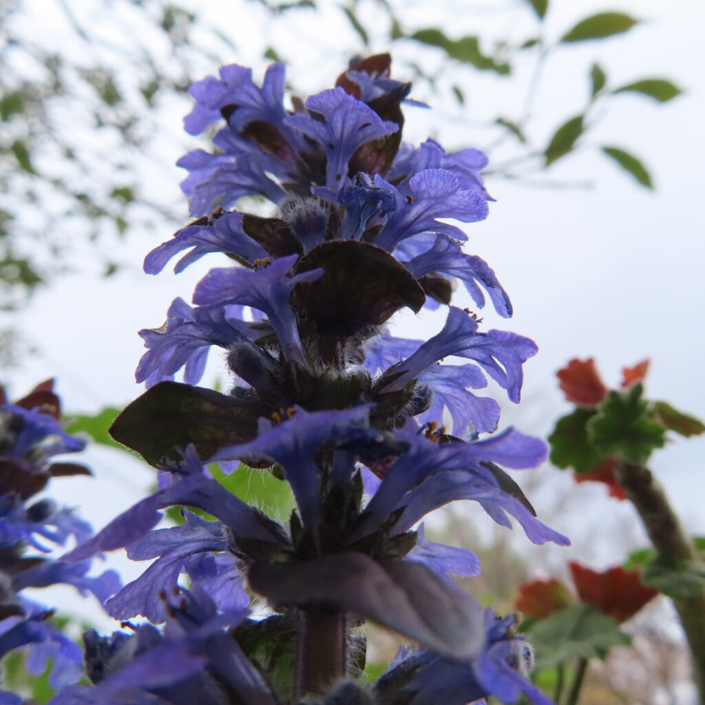 ジュウニヒトエの無料写真