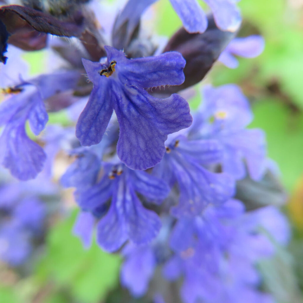 ジュウニヒトエの無料写真