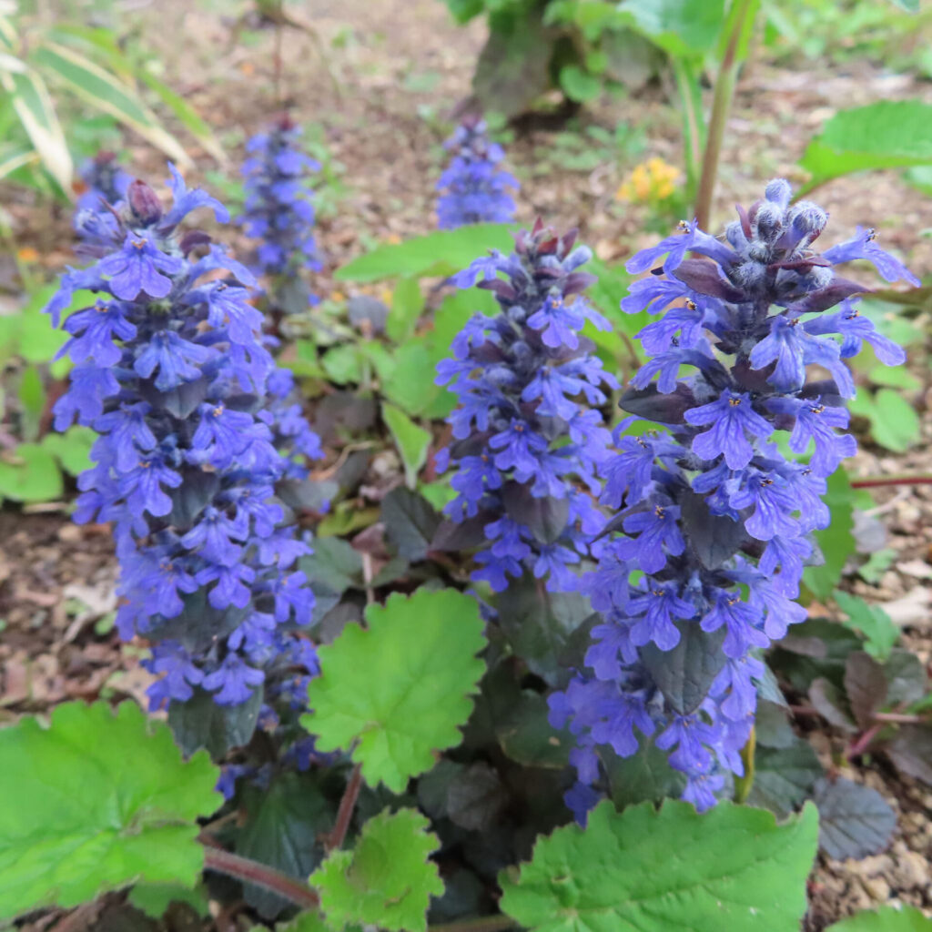 ジュウニヒトエの無料写真