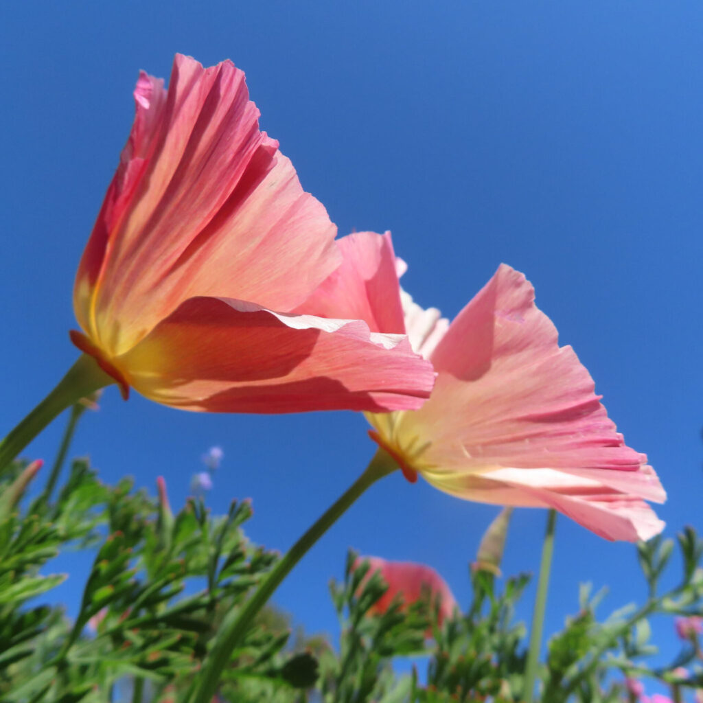 ポピーの無料写真