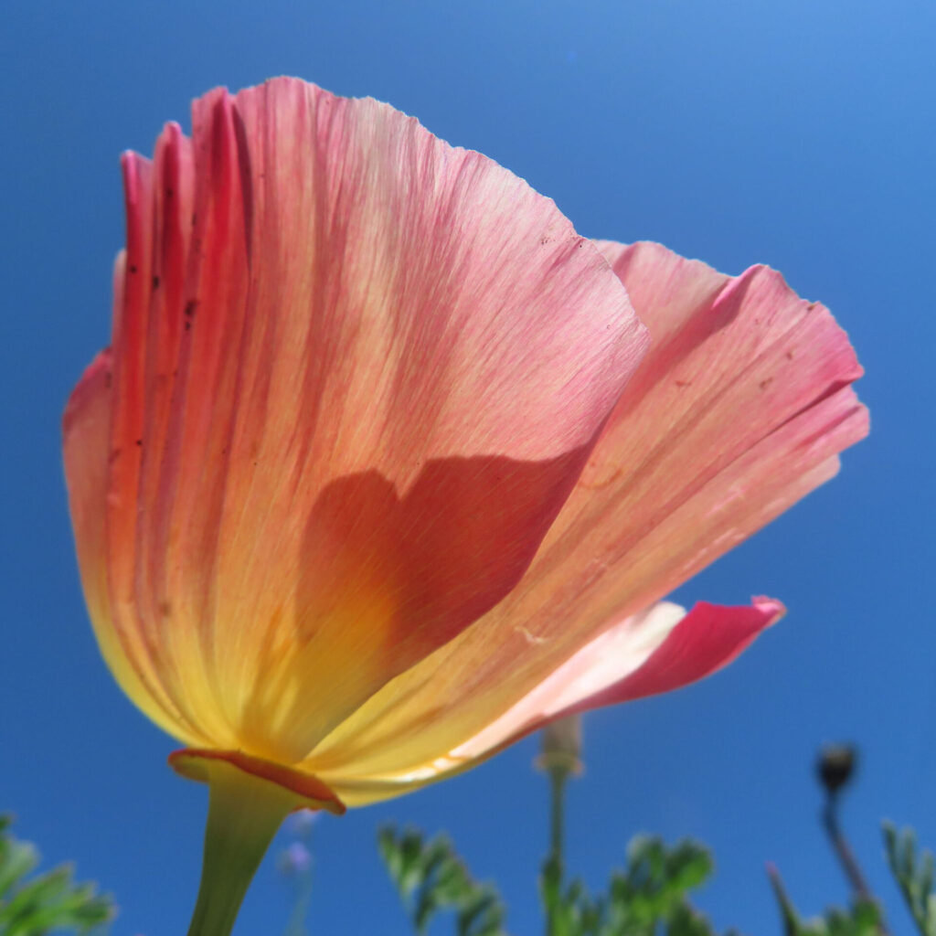 ポピーの無料写真