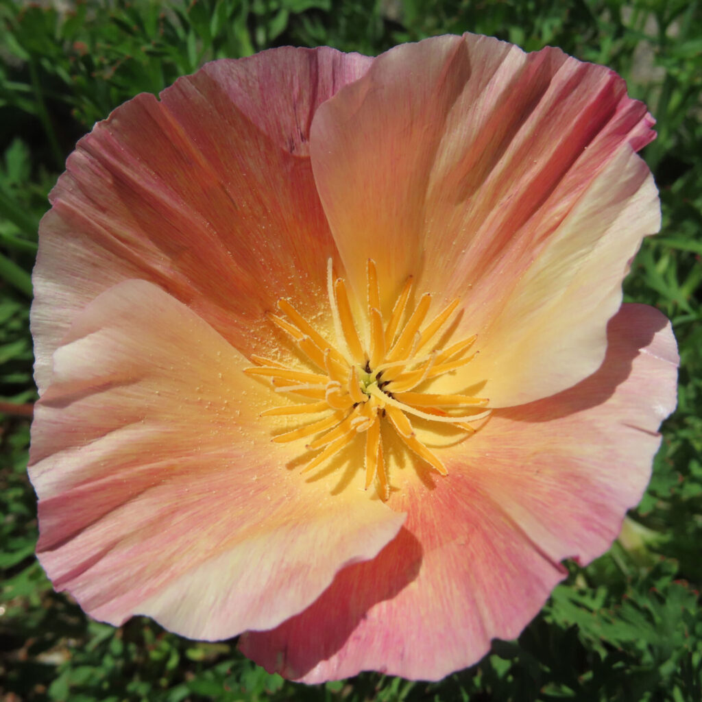 ポピーの無料写真