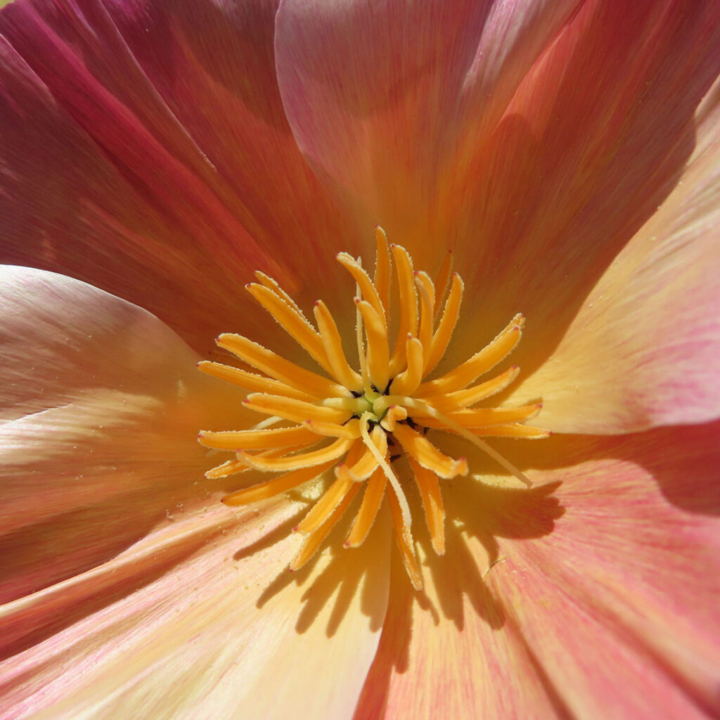 ポピーの無料写真