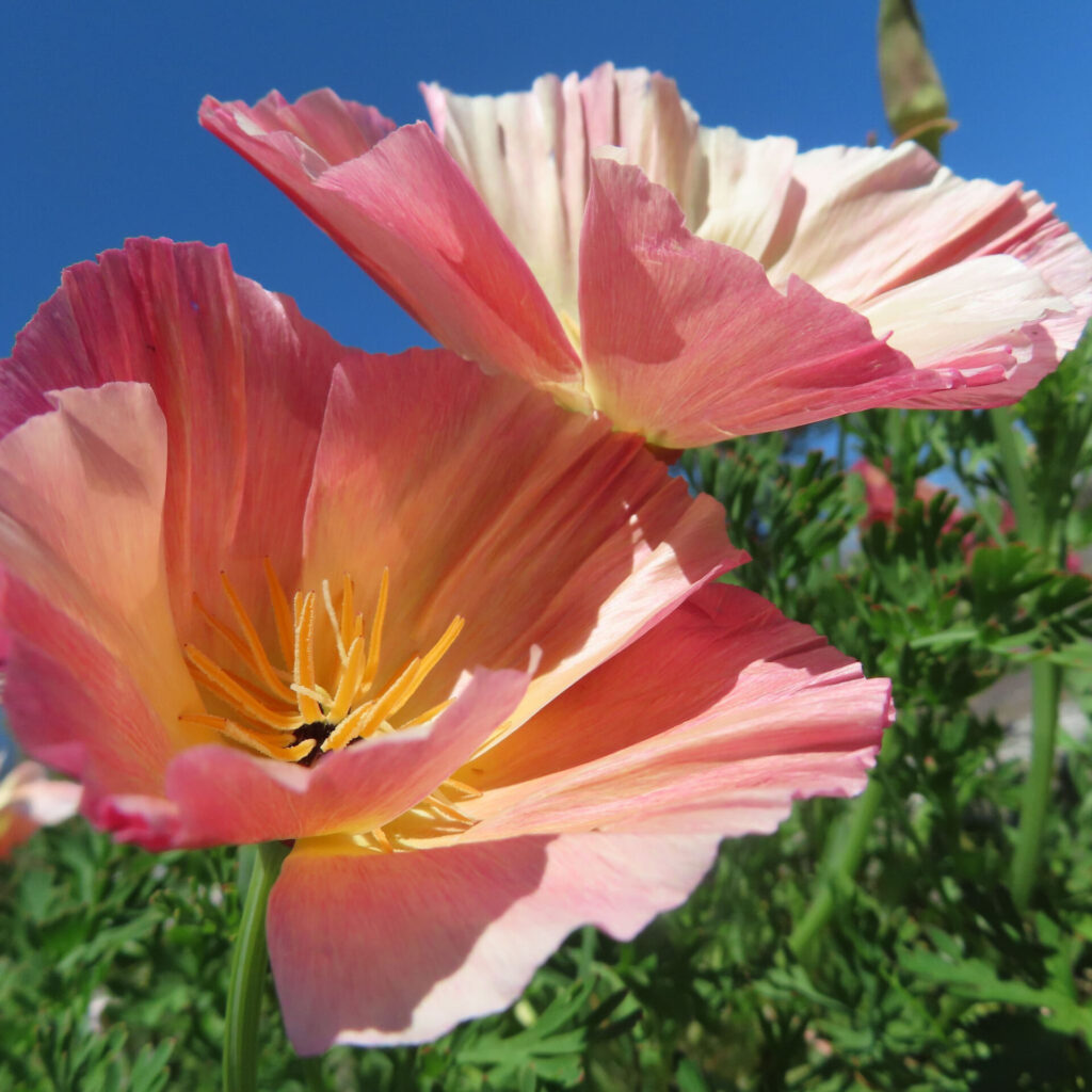 ポピーの無料写真