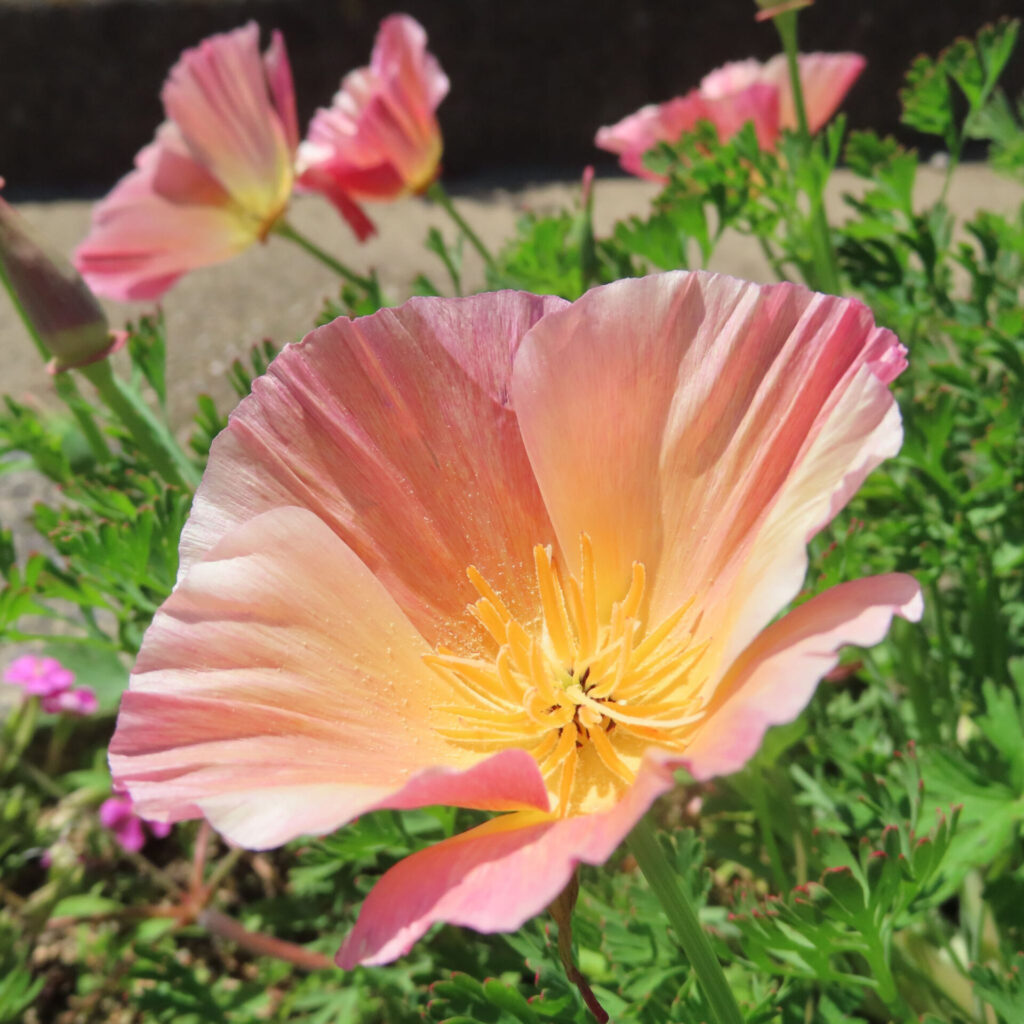 ポピーの無料写真