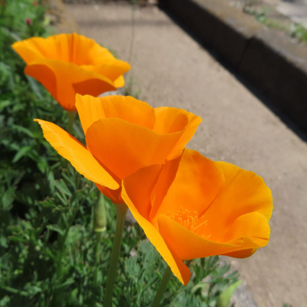 ポピーの無料写真