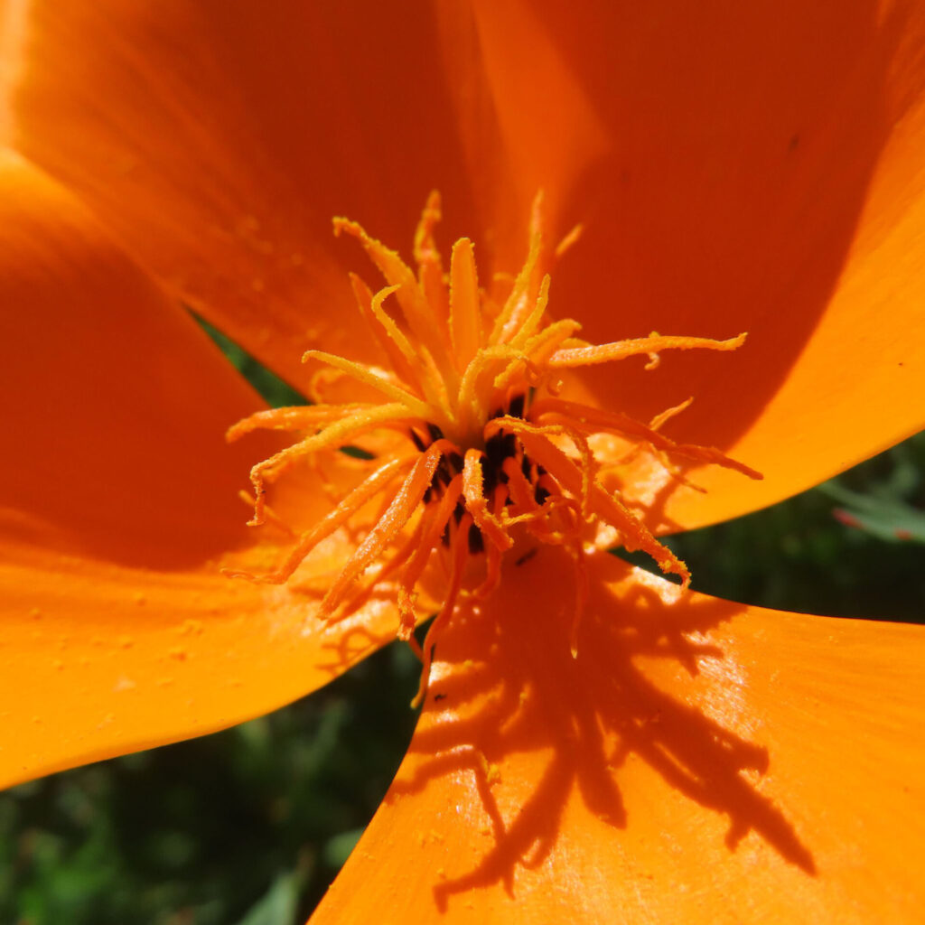 ポピーの無料写真