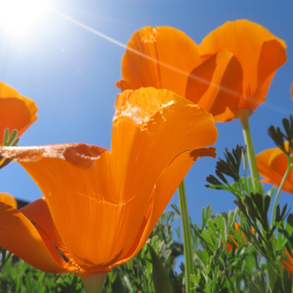 ポピーの無料写真