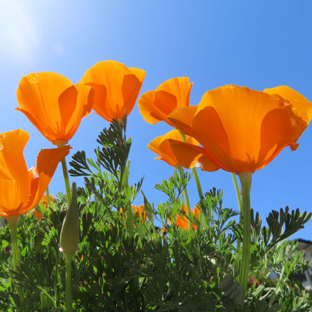 ポピーの無料写真