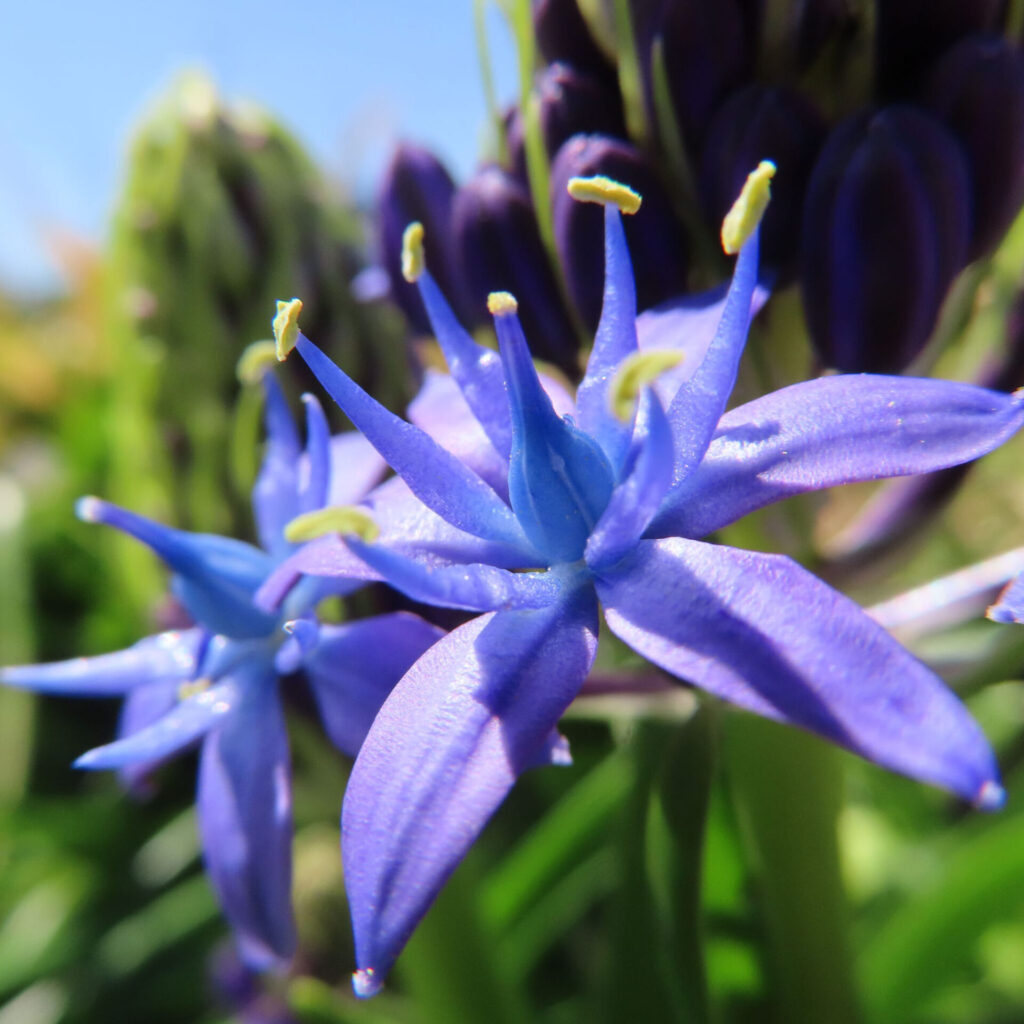 シラーペルビアナの無料写真