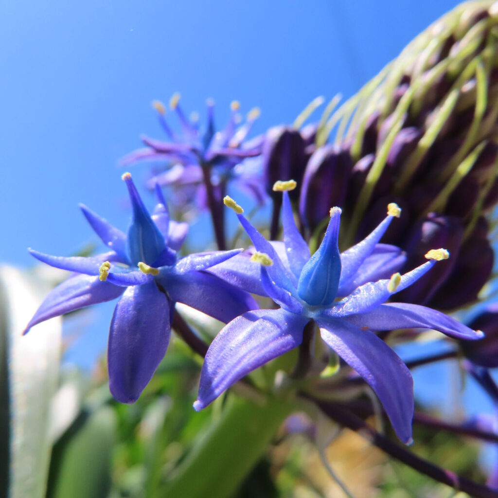 シラーペルビアナの無料写真