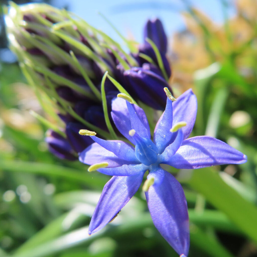 シラーペルビアナの無料写真