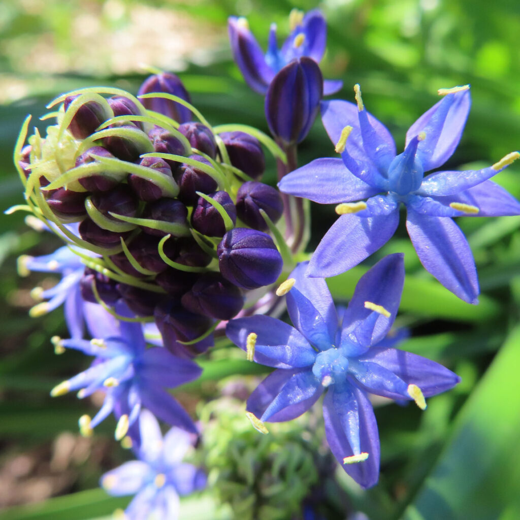 シラーペルビアナの無料写真