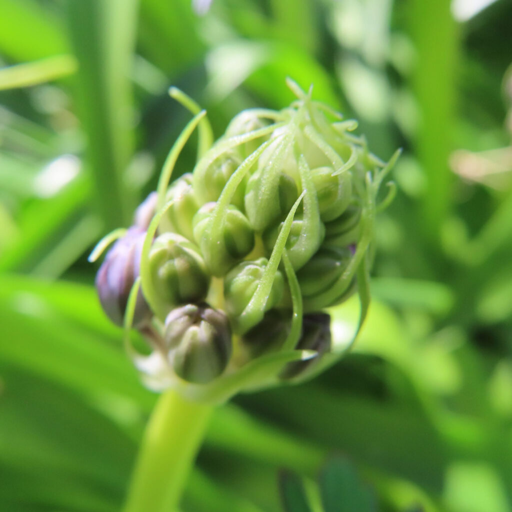 シラーペルビアナの無料写真